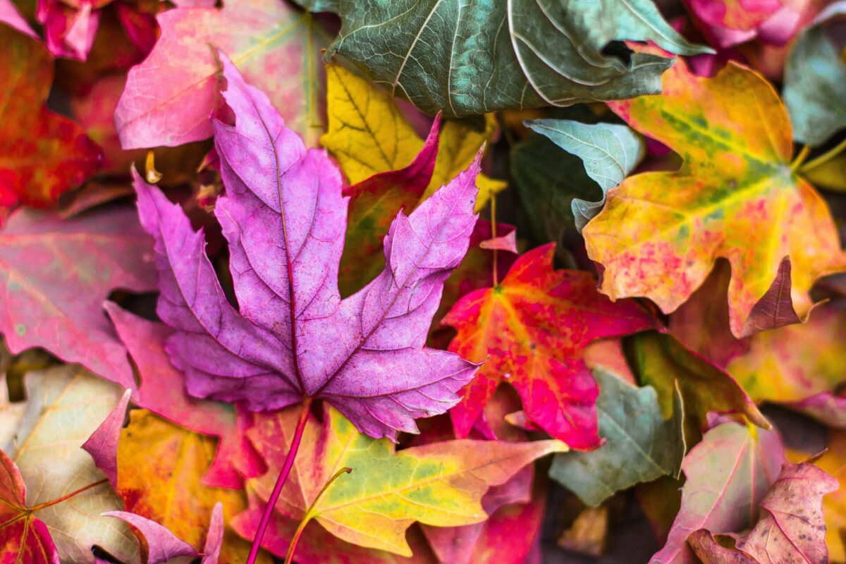 colorful fall leaves